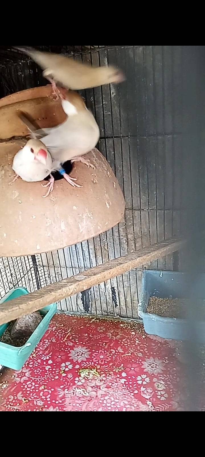 fawn java breeder pair with one chick  for sell 5