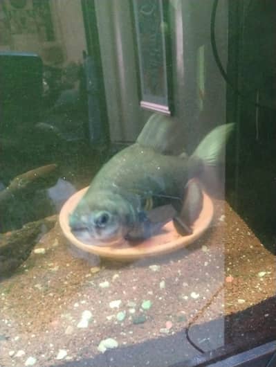 pakku pair fish