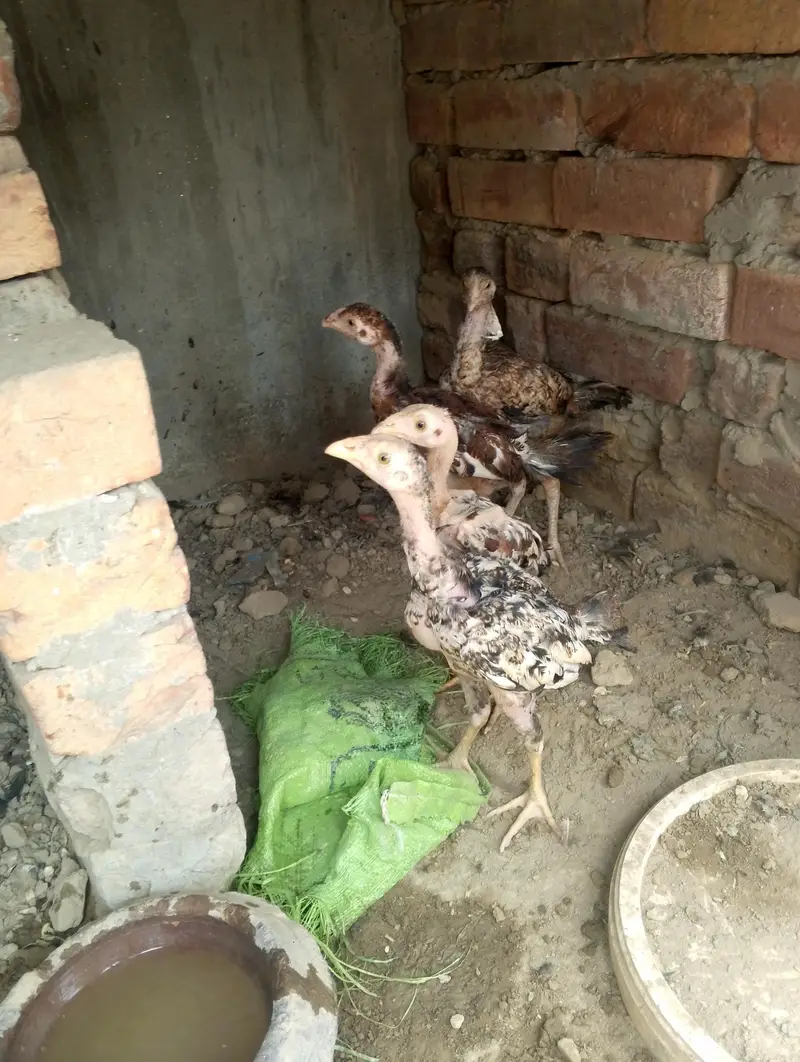 Aseel Chozy — photo 2
