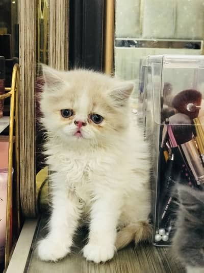 Persian kittens