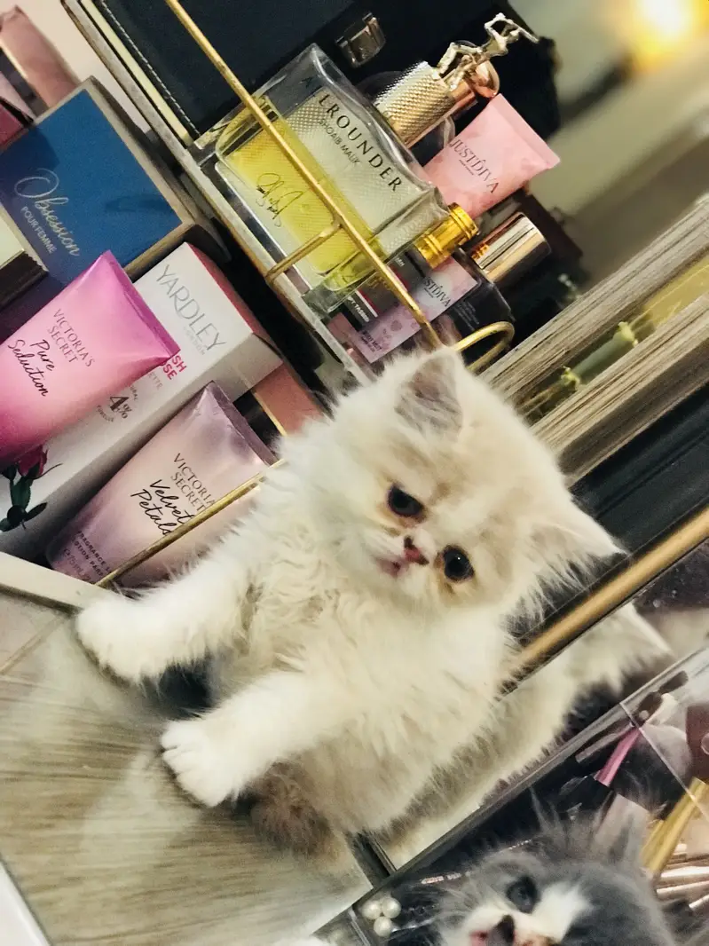 Persian kittens — photo 2