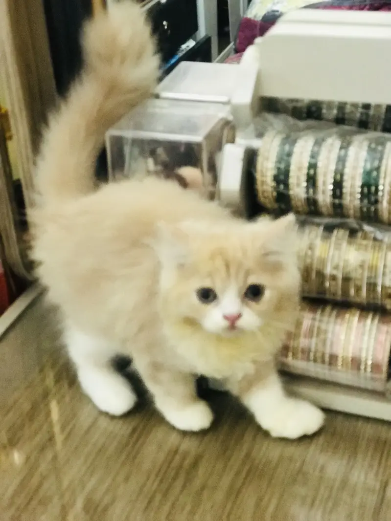 Persian kittens — photo 4