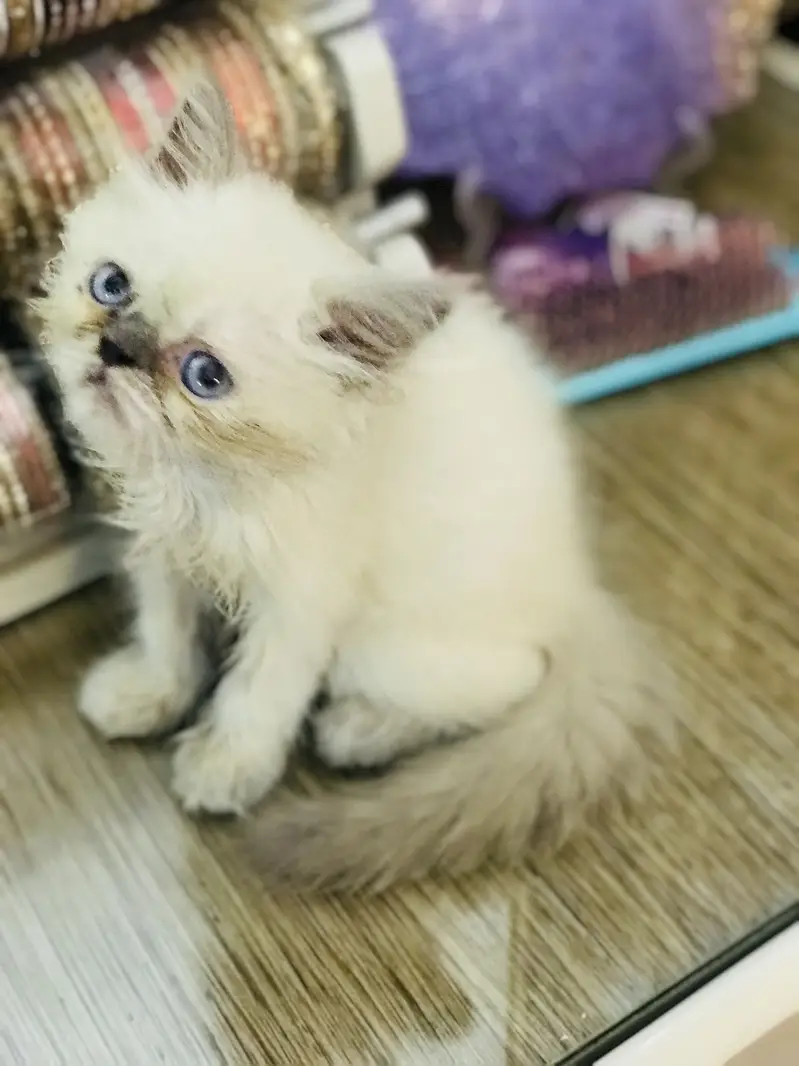 Persian kittens — photo 5