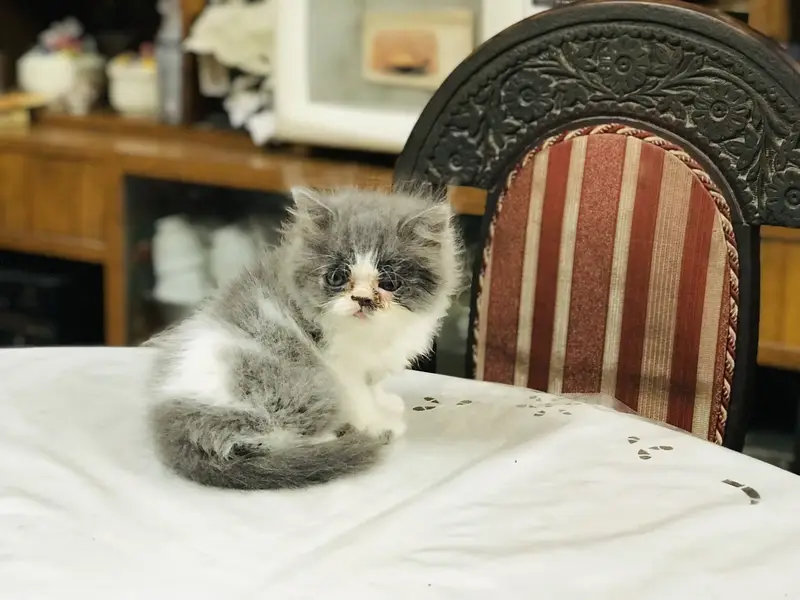 Persian kittens — photo 6
