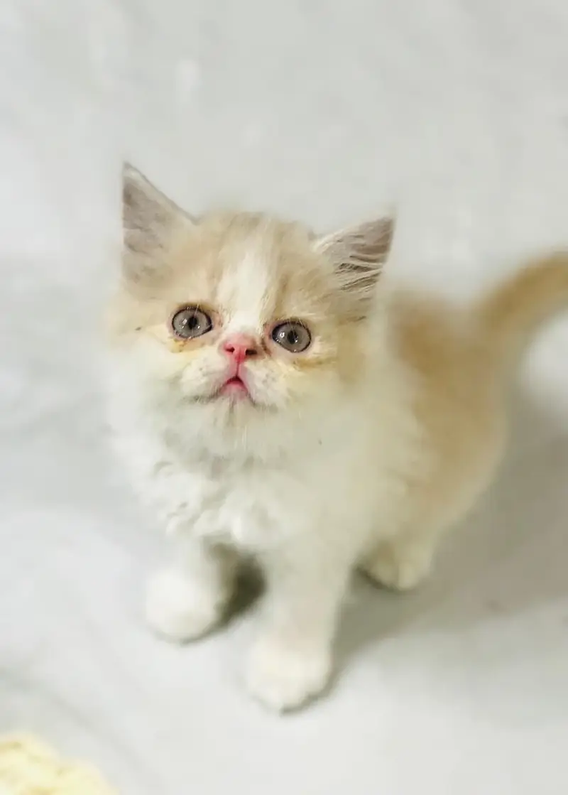 Persian kittens — photo 10