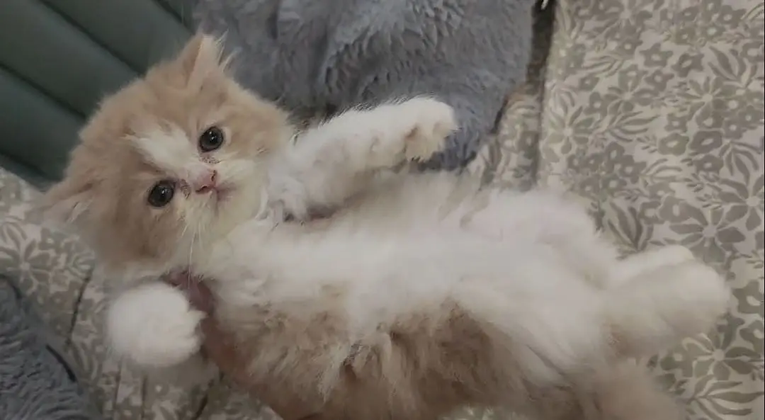 Persian kittens — photo 12