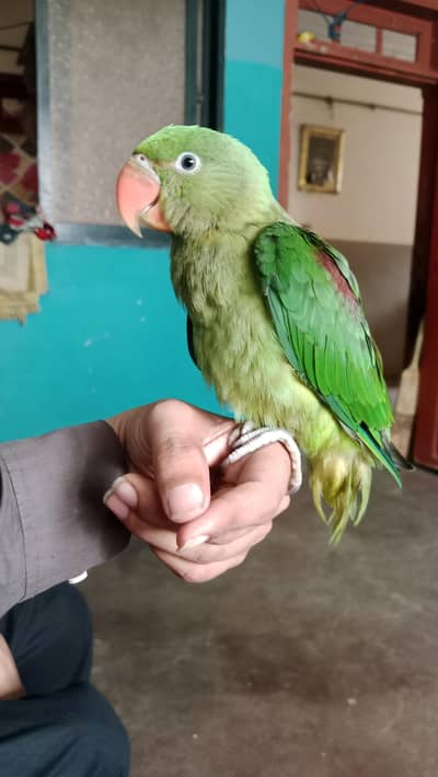 Full hand tame and zero bite