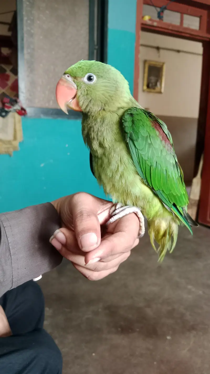 Full hand tame and zero bite — photo 2