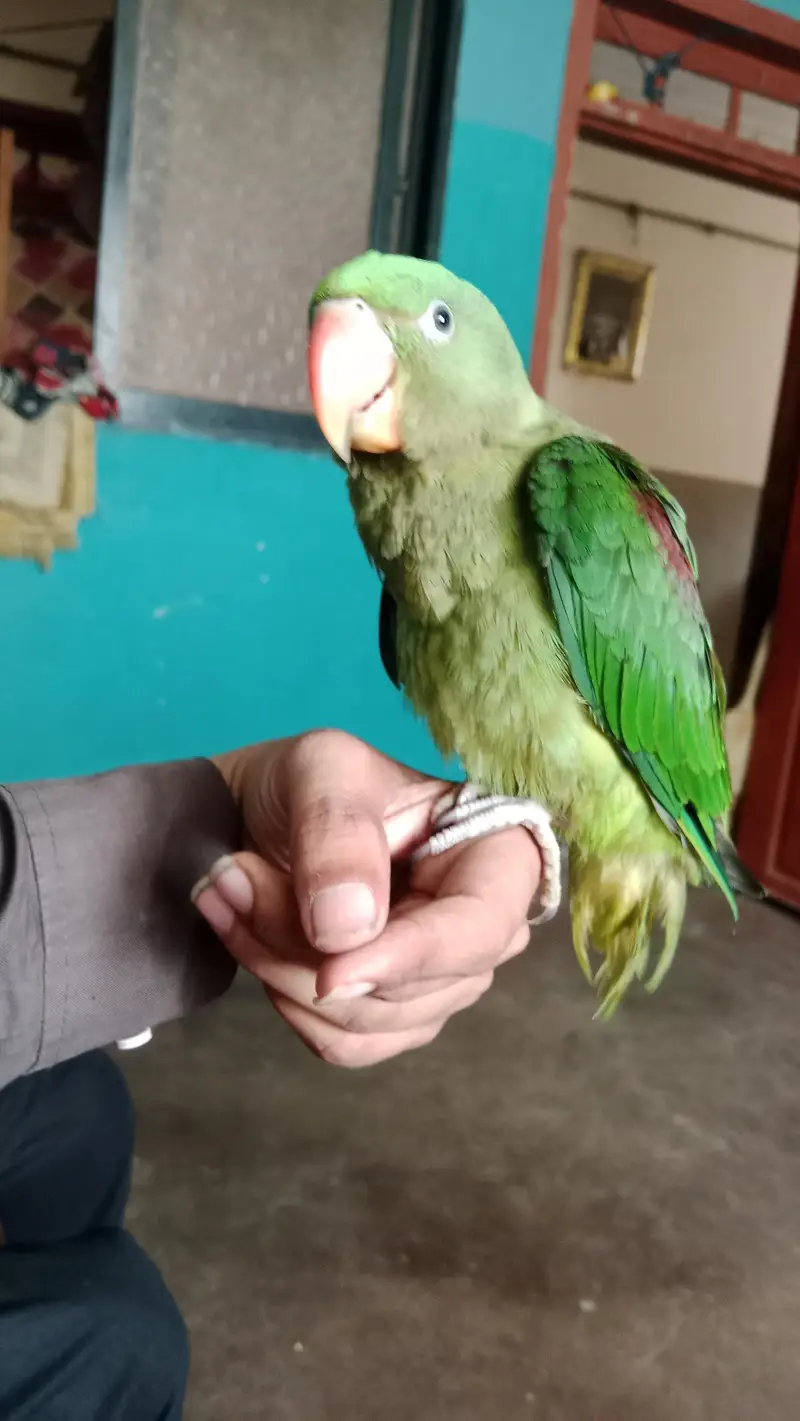 Full hand tame and zero bite — photo 3