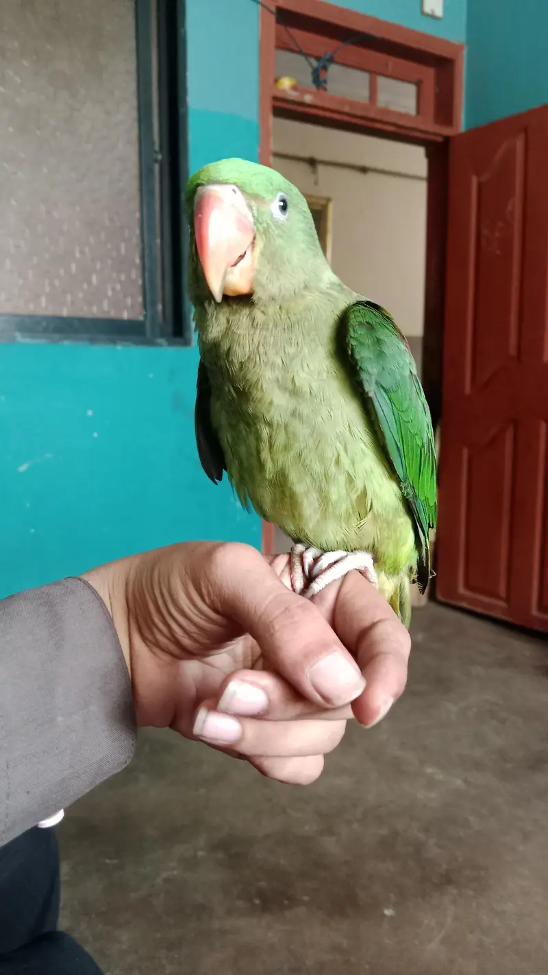 Full hand tame and zero bite — photo 4