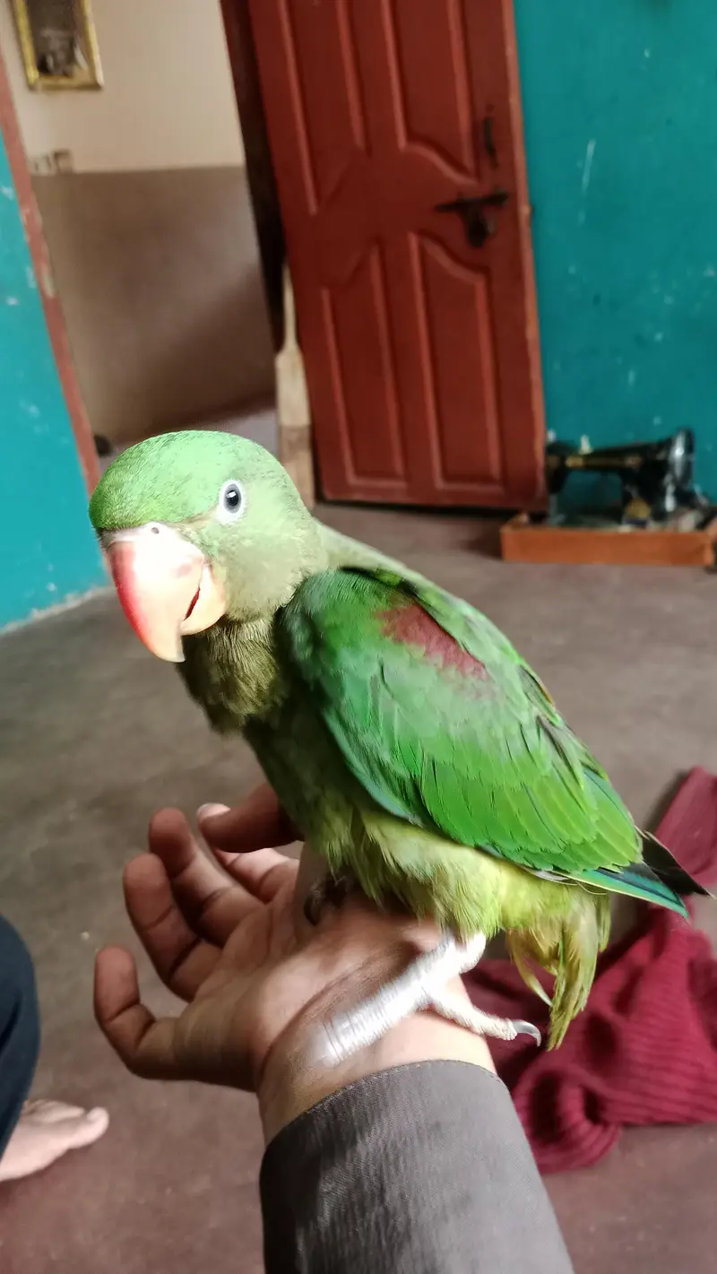 Full hand tame and zero bite — photo 5
