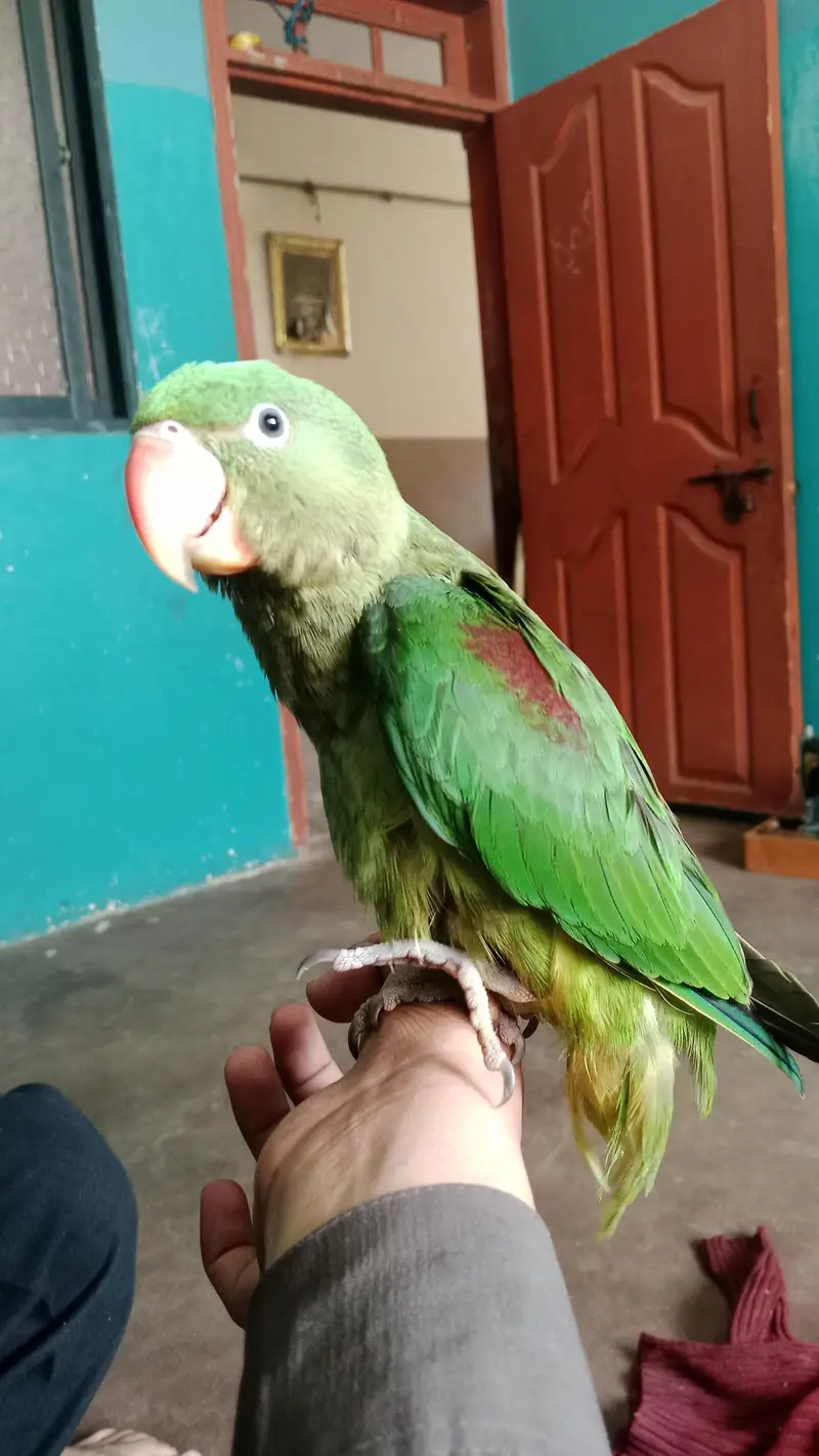 Full hand tame and zero bite — photo 6
