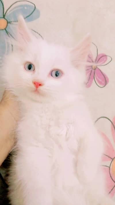 Persian