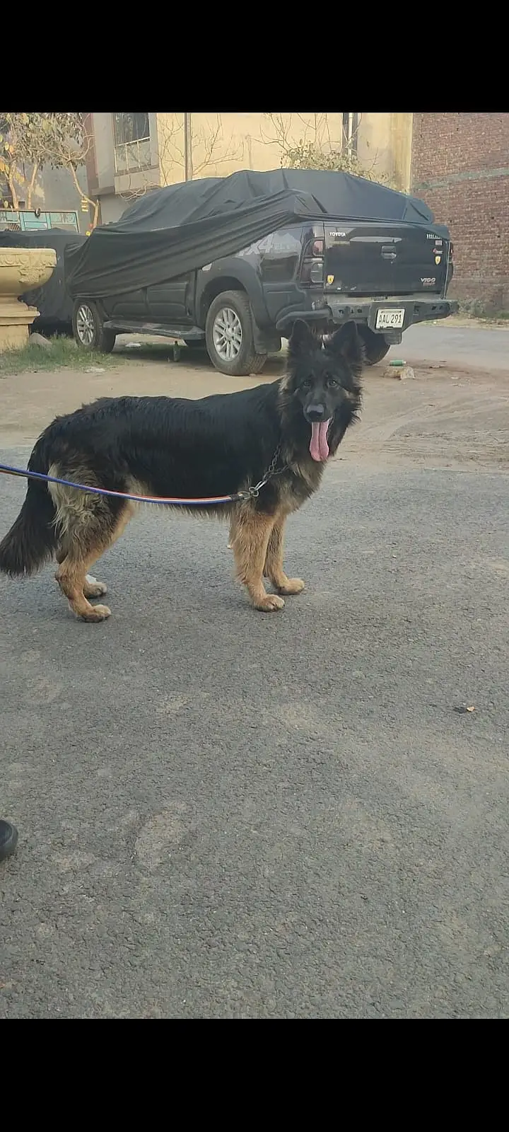 Belgian Shepherd triple coat | Non pedeigreed — photo 2