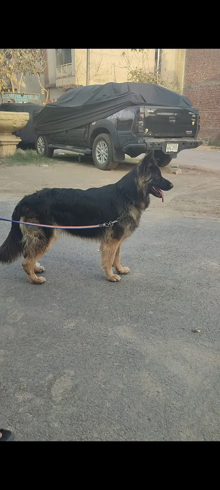 Belgian Shepherd triple coat | Non pedeigreed — photo 3