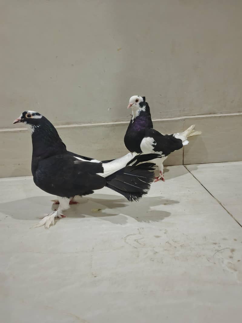 brider pair 0