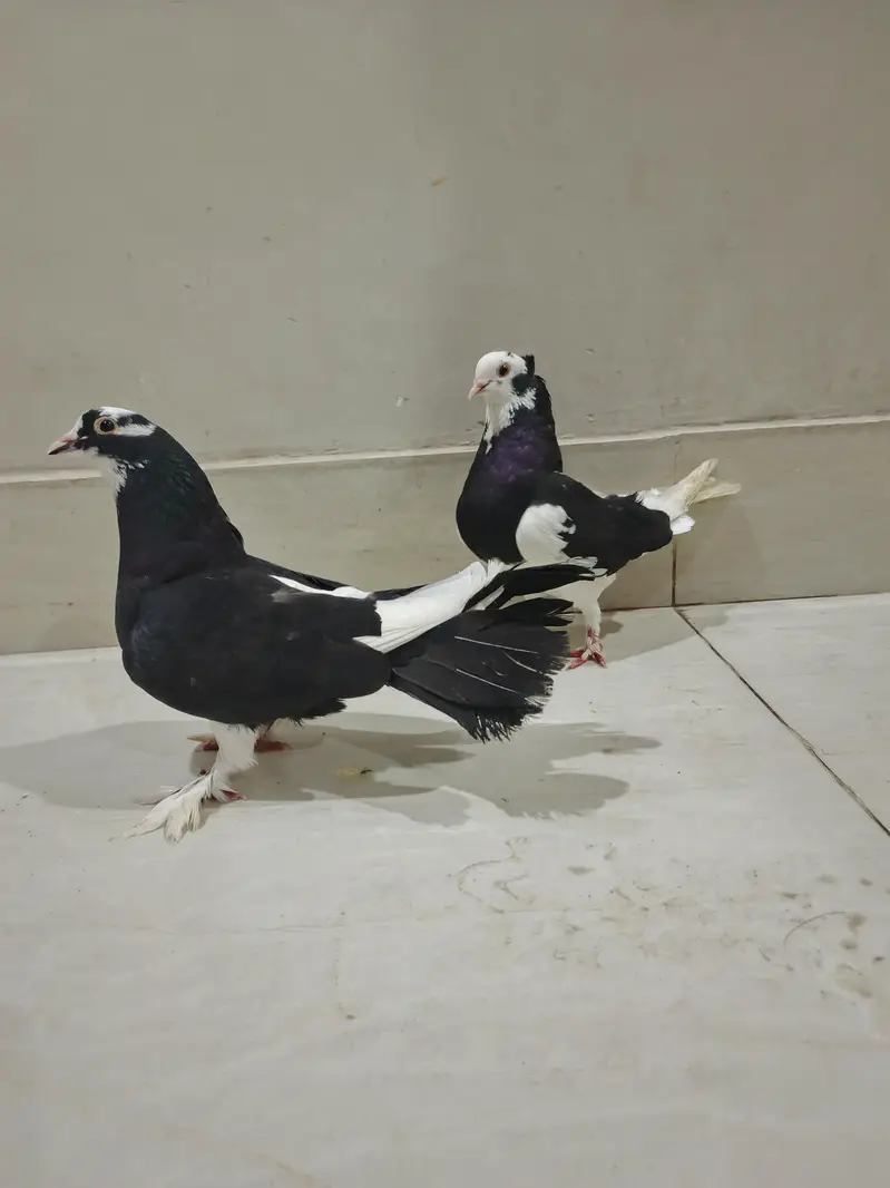 brider pair