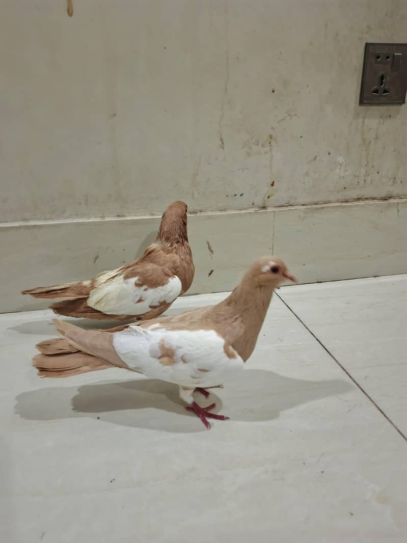 brider pair 2