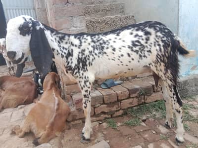 bkri desi
