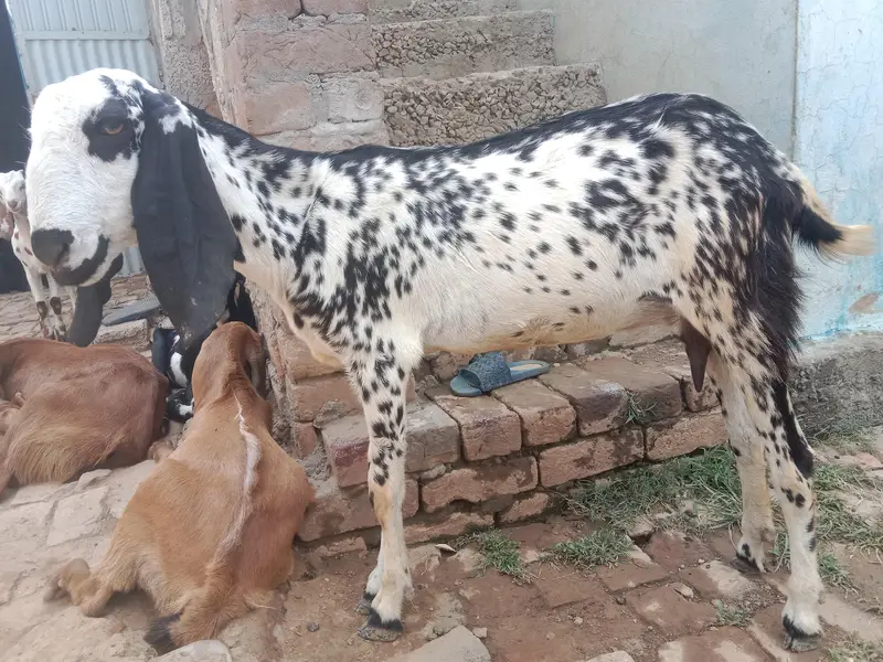 bkri desi