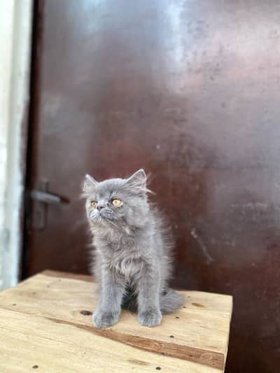Persian Grey Male Punch Face Kitten