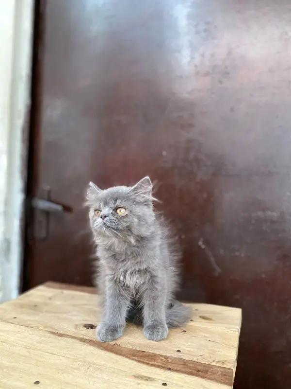 Persian Grey Male Punch Face Kitten — photo 2