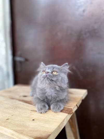 Persian Grey Male Punch Face Kitten