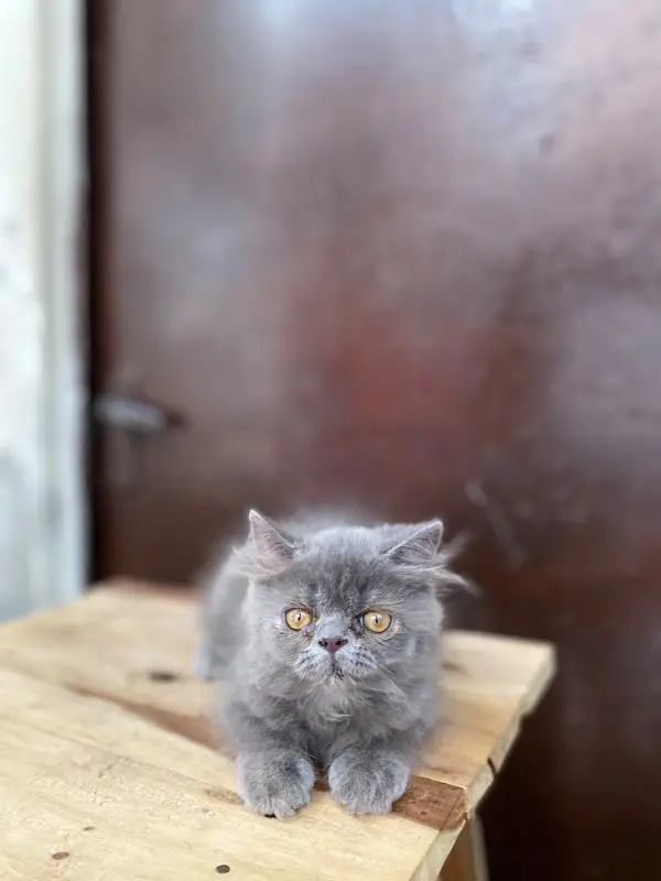 Persian Grey Male Punch Face Kitten — photo 5