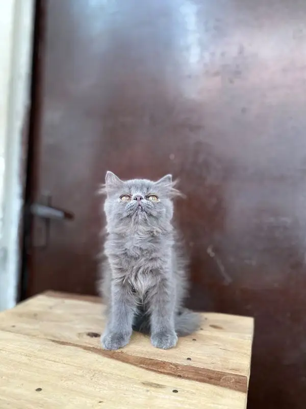 Persian Grey Male Punch Face Kitten — photo 6
