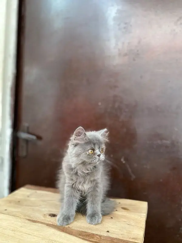 Persian Grey Male Punch Face Kitten — photo 7