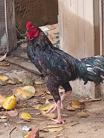 aseel rooster and hen