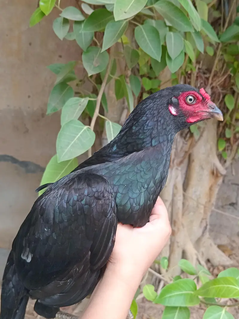 aseel rooster and hen — photo 2