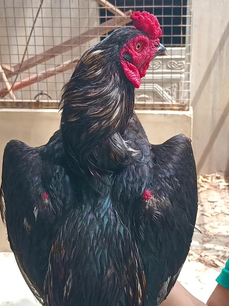 aseel rooster and hen — photo 3