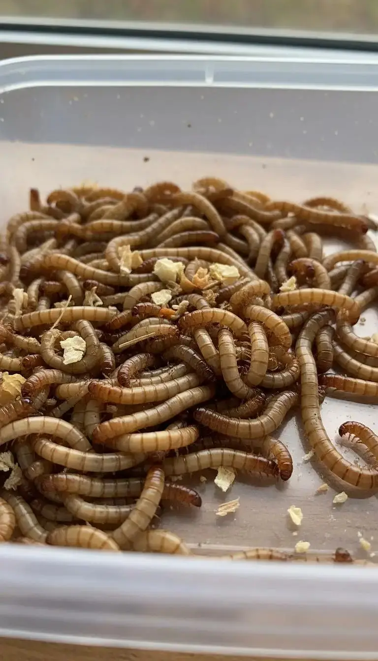 mealworms |dry mealworms | live mealworms | per Mealworms price : 1 Rs — photo 11