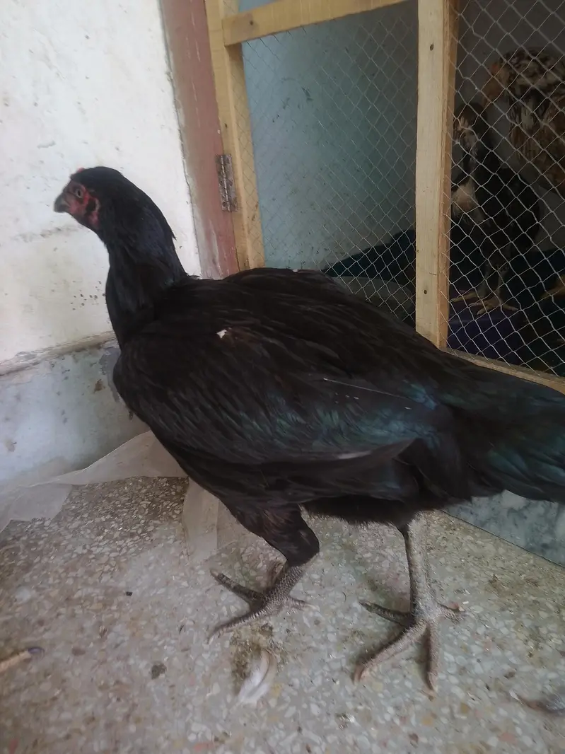 asssel mianwali mushka — photo 4