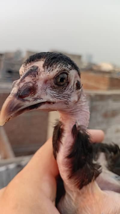 Ganoi Aseel Chick Active And Healthy