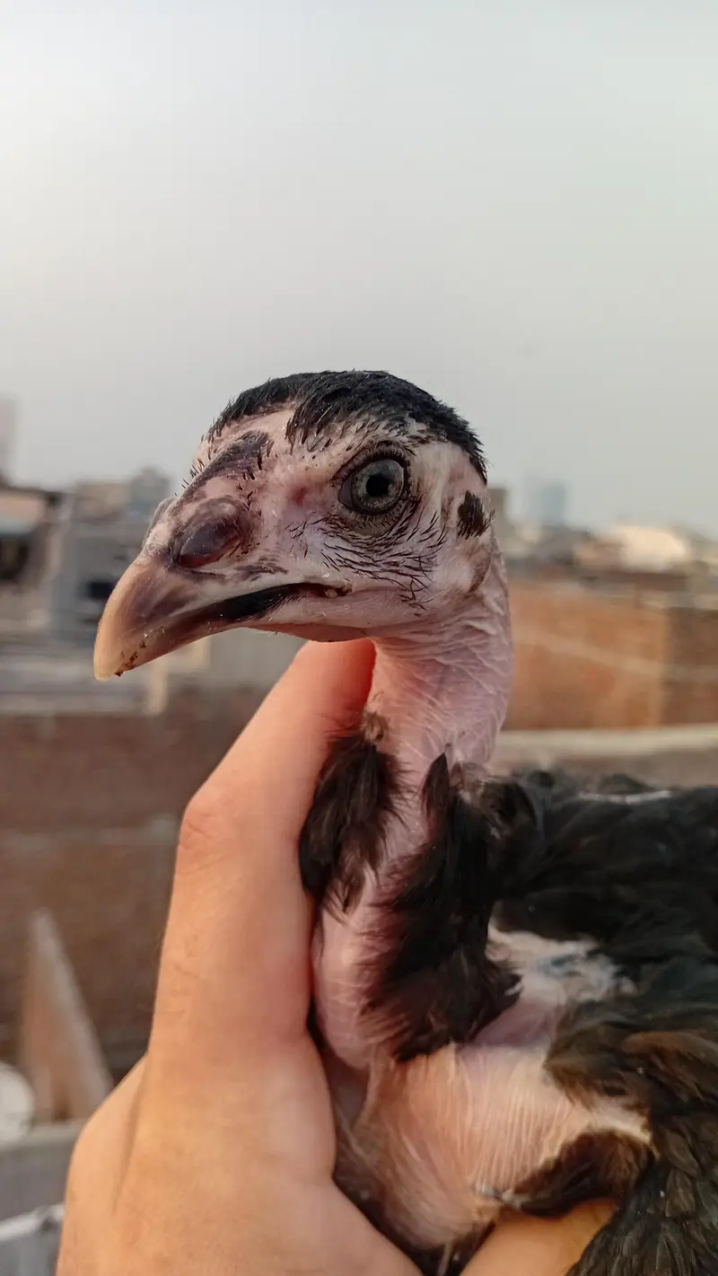 Ganoi Aseel Chick Active And Healthy — photo 2