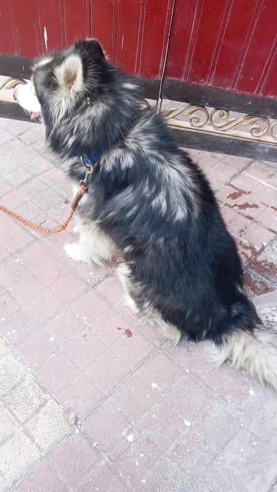 Siberian husky