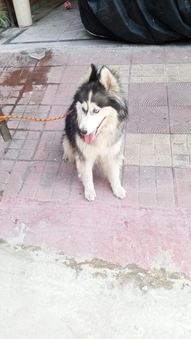 Siberian husky — photo 2