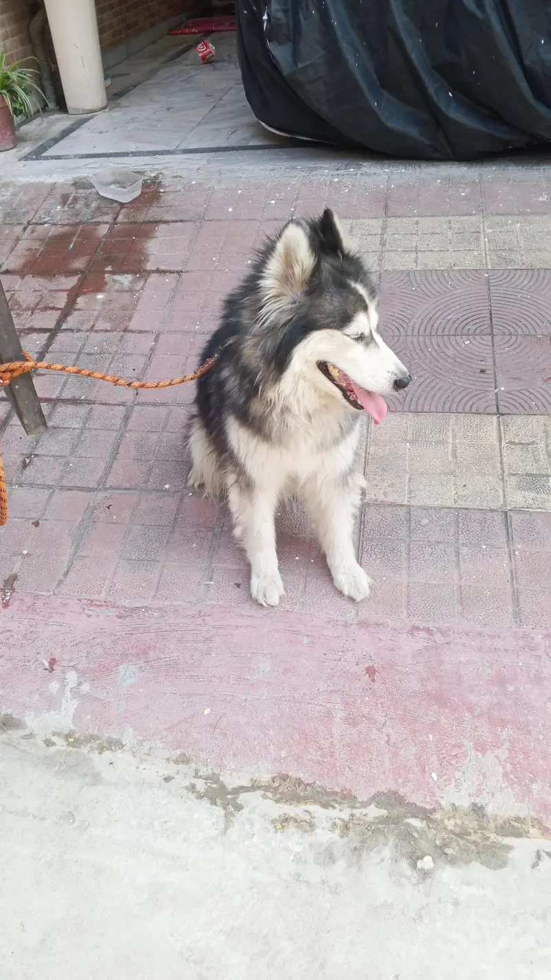 Siberian husky — photo 3