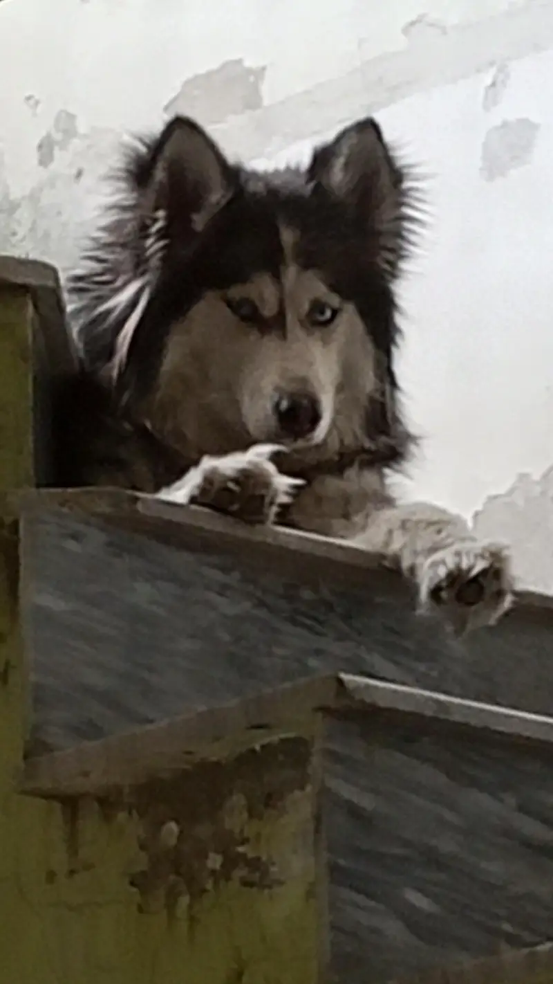 Siberian husky — photo 4
