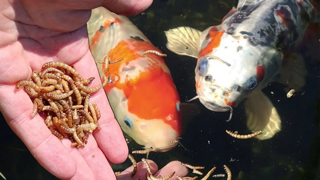 mealworms | dry mealworms | live mealworms | 4000 per kg — photo 7