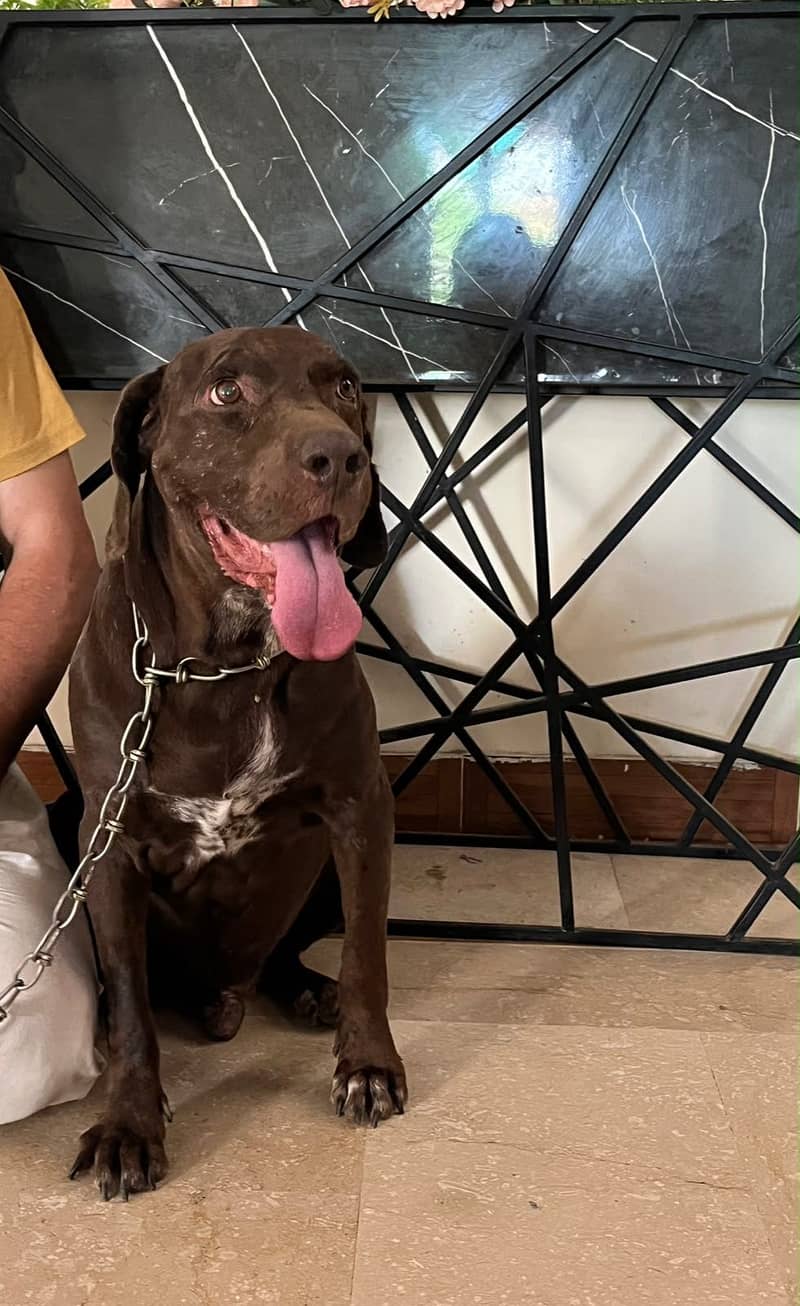 labrador 0