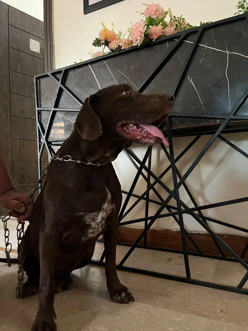 labrador — photo 2