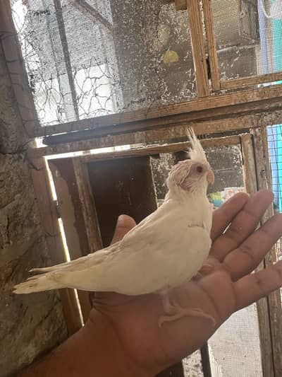 Eno / V pied chicks hand tamed
