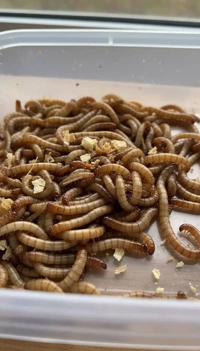 Mealworms | Usa breed Mealworms | each mealworm price  : 1 Rs