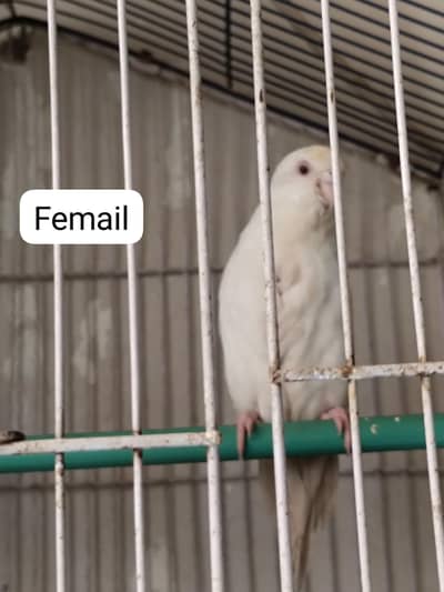 Breaker Femail Red Eyes