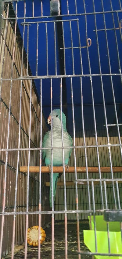 blue monk male for sale