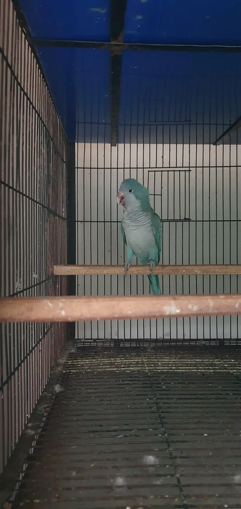 blue monk male for sale — photo 2