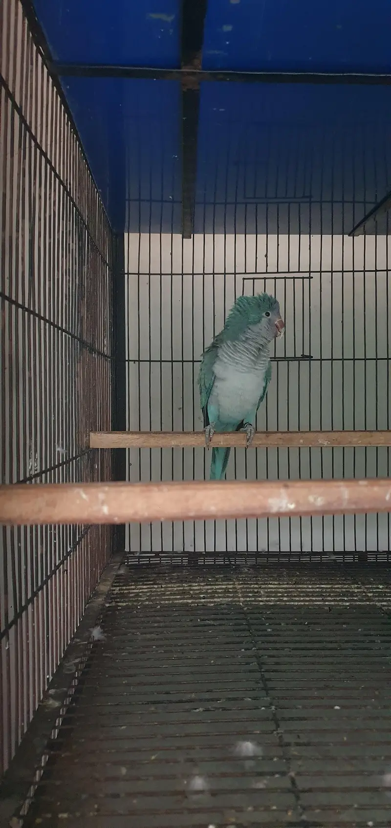 blue monk male for sale — photo 3